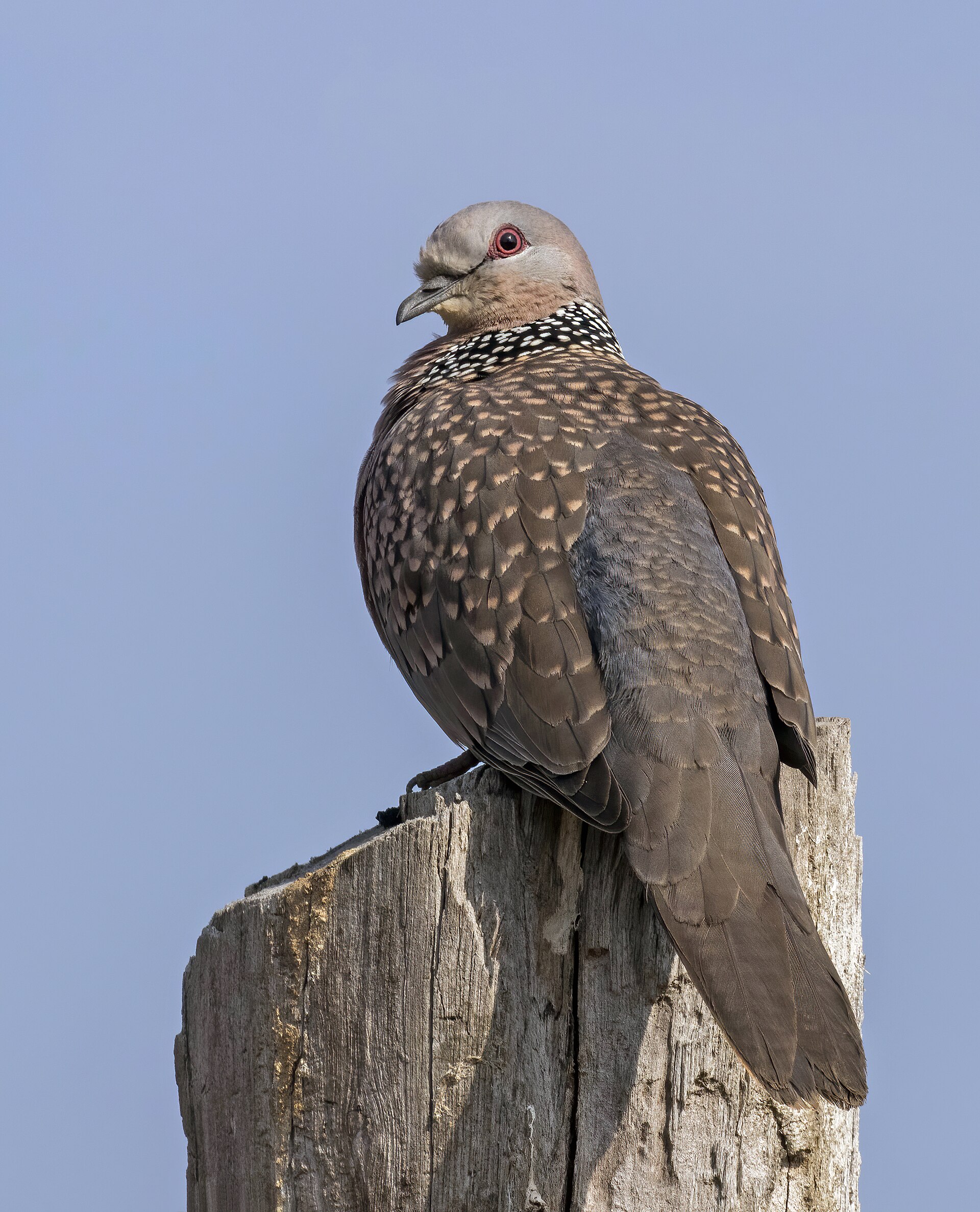 Dove