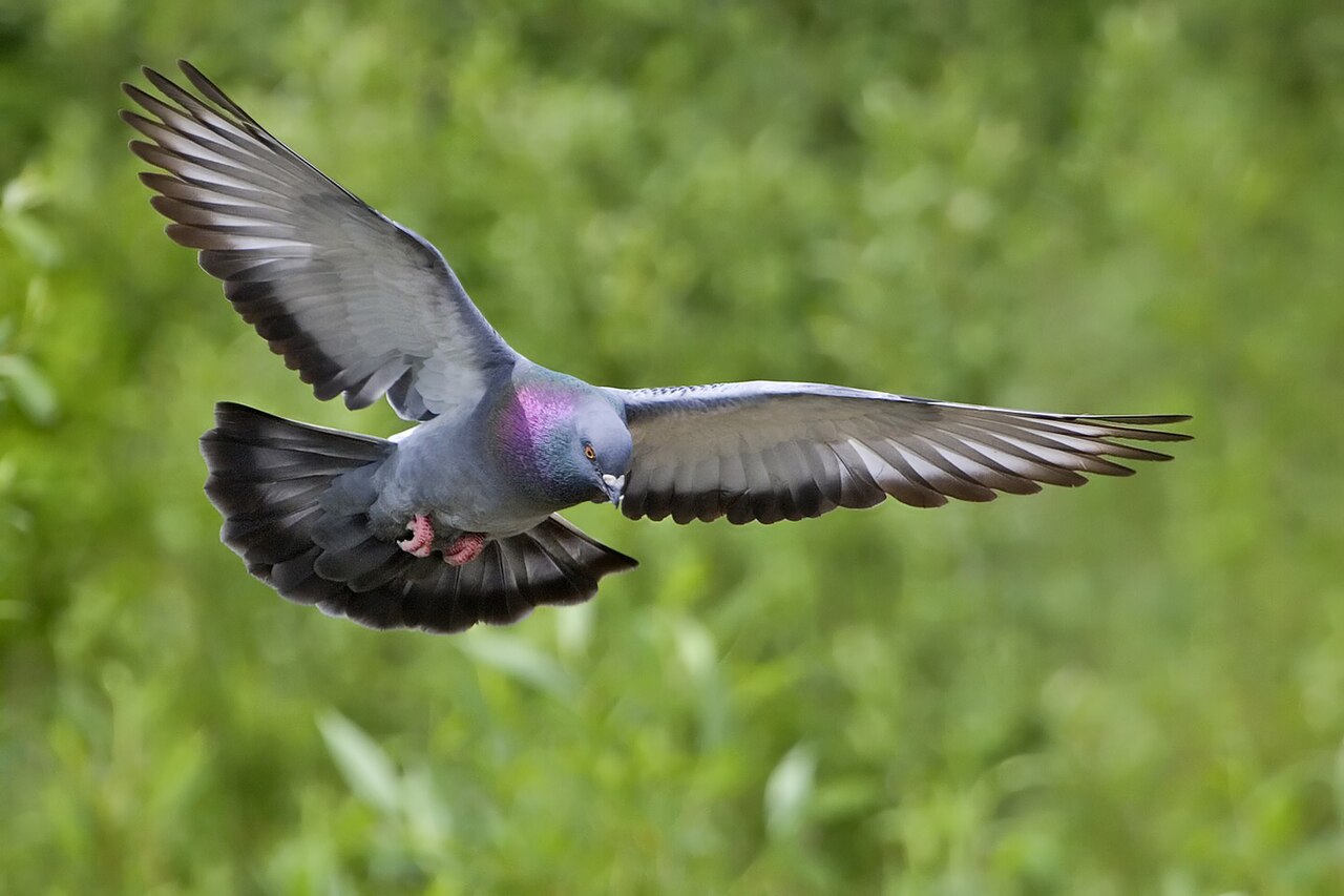 Dove
