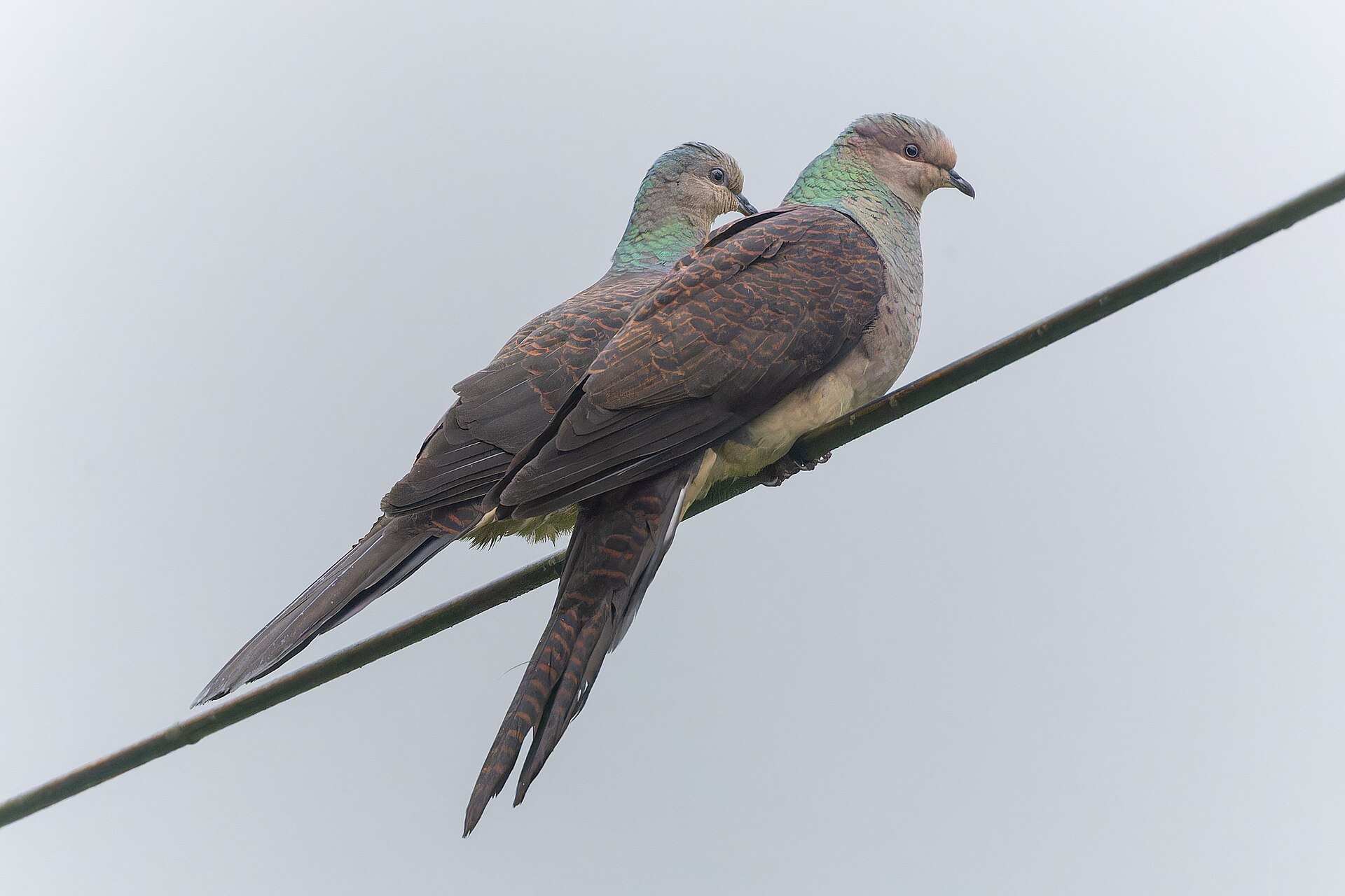 Dove