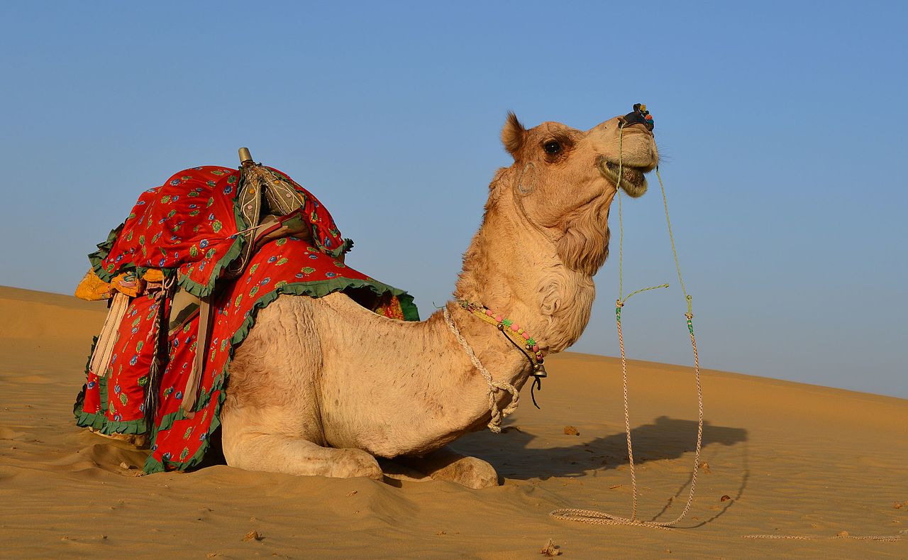 Dromedary camel