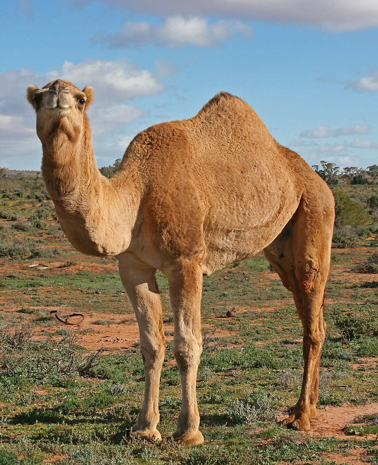 Dromedary camel