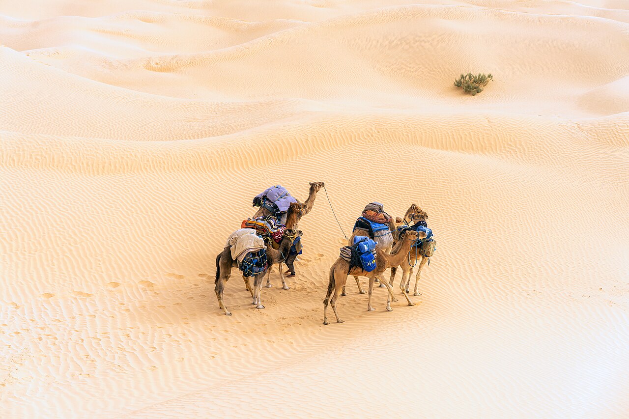 Dromedary camel