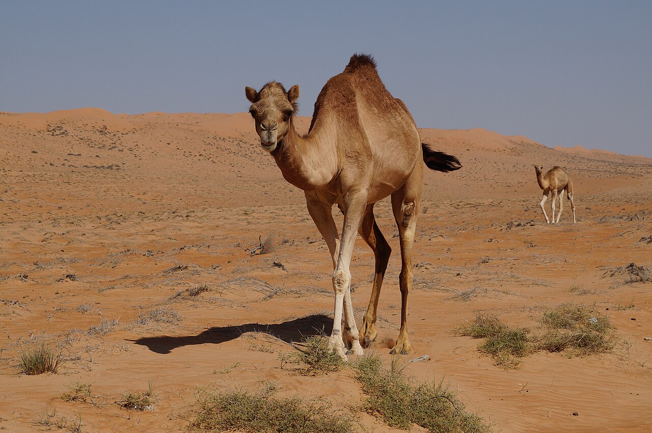 Dromedary camel
