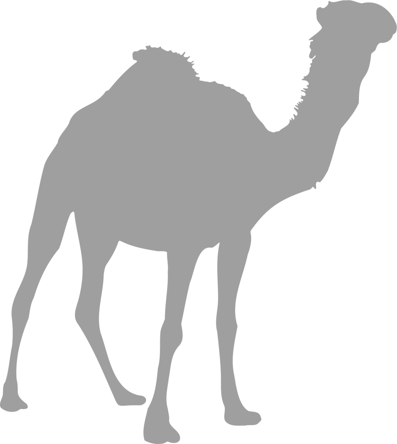 Dromedary camel