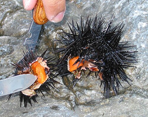 Echinoderms