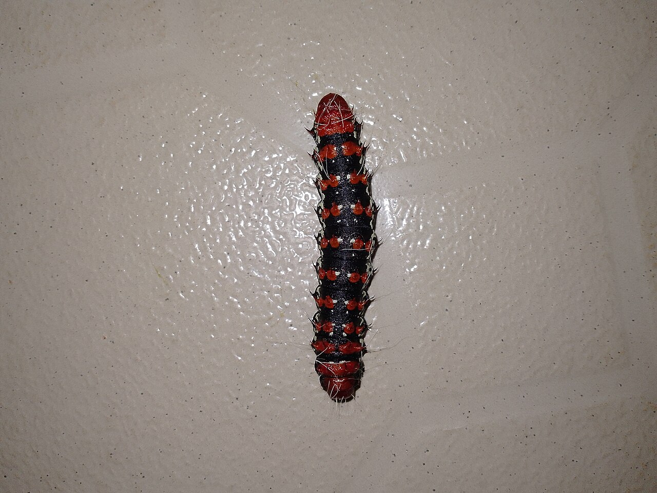 Edible caterpillars