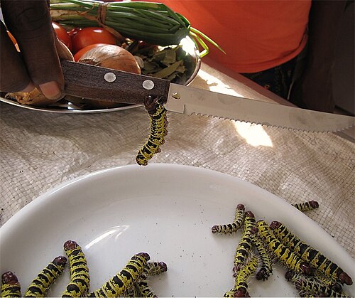 Edible caterpillars