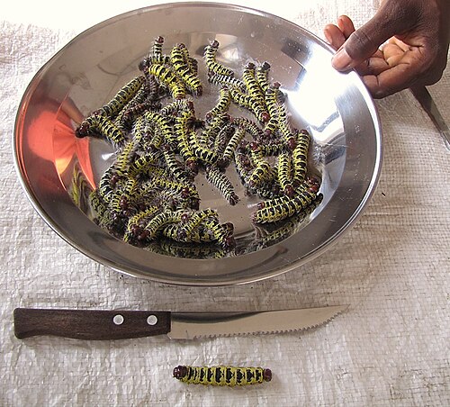 Edible caterpillars