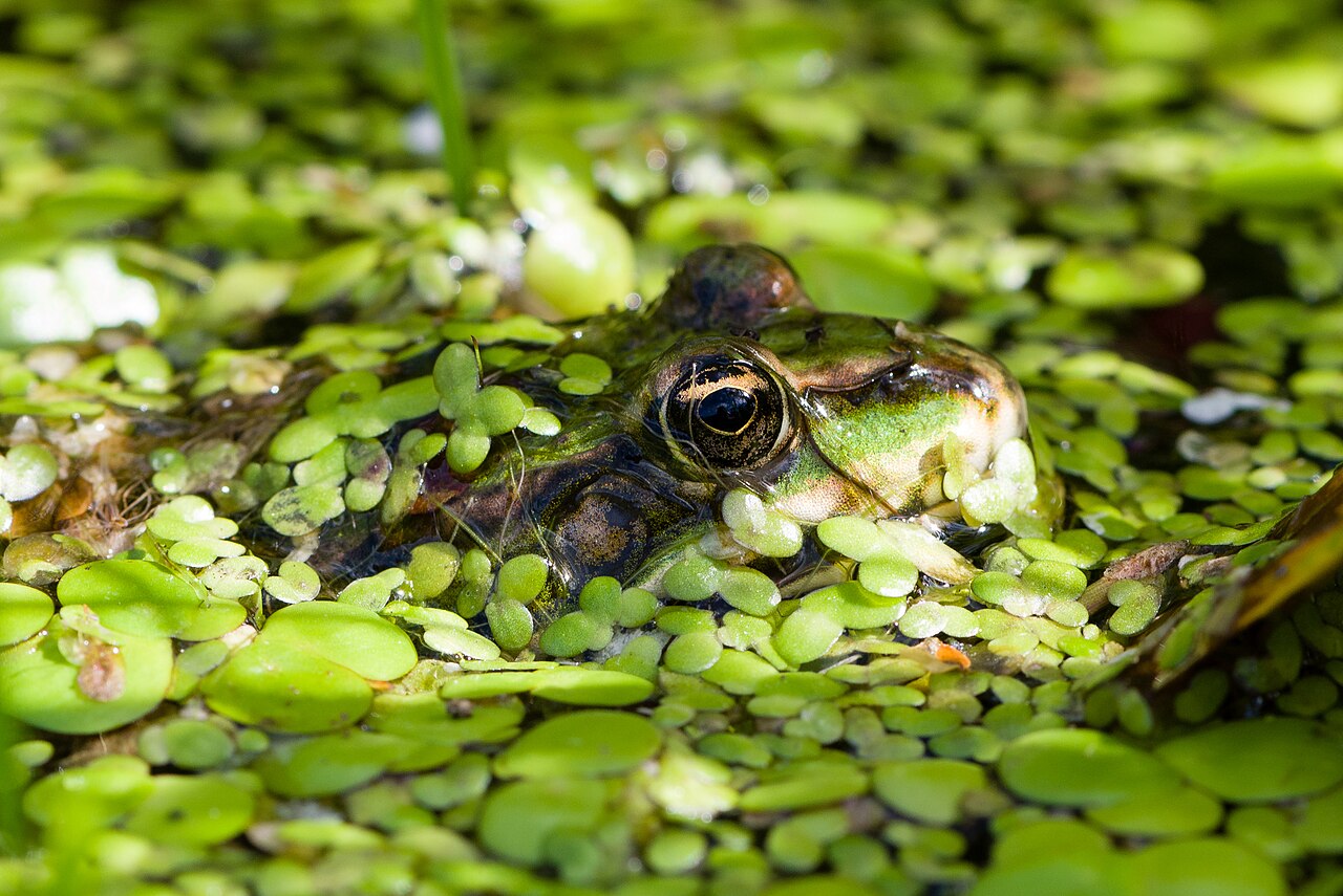 Edible frogs