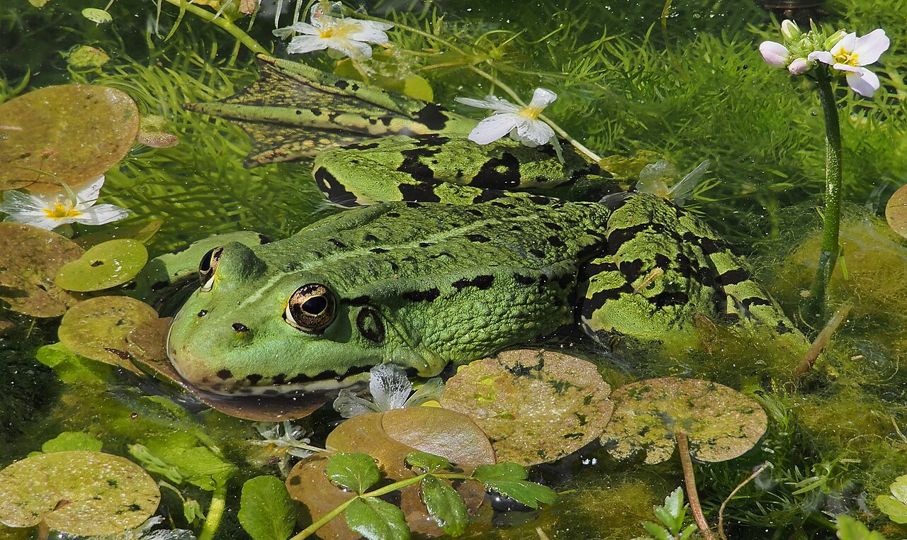 Edible frogs