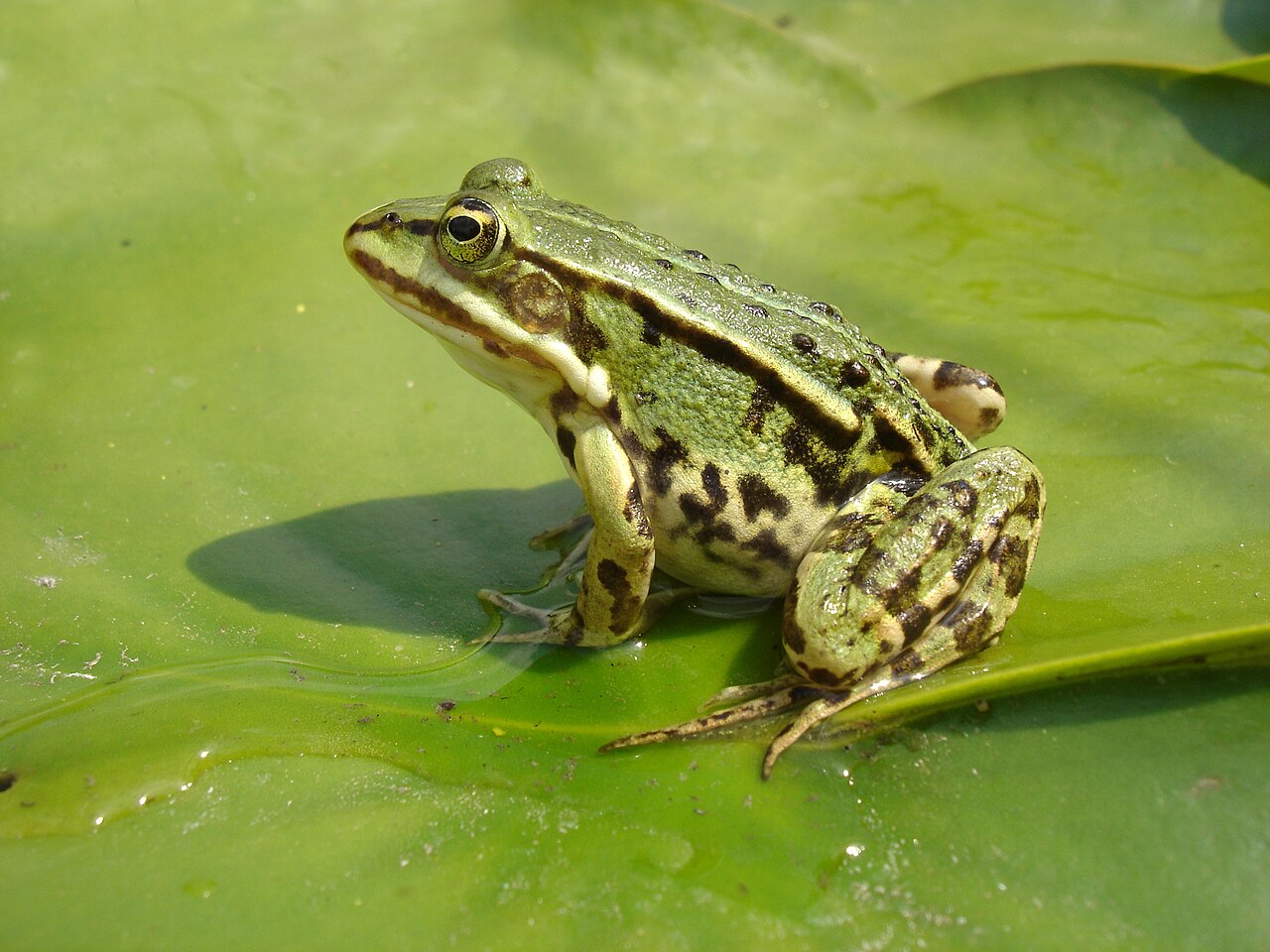 Edible frogs