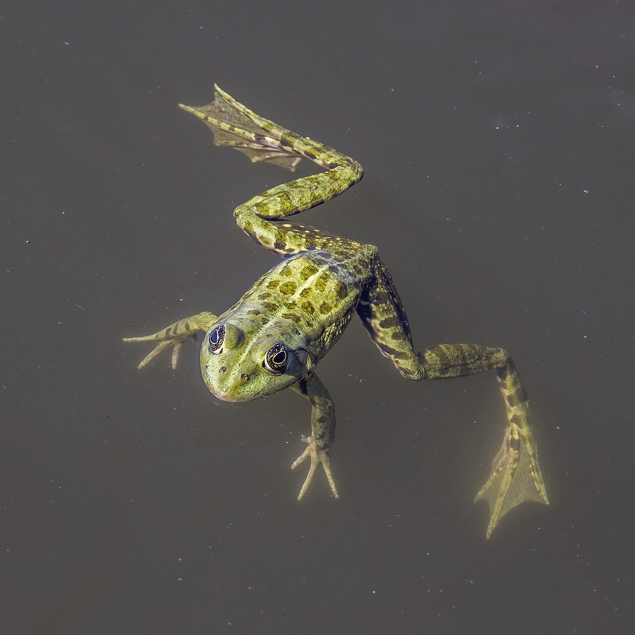 Edible frogs