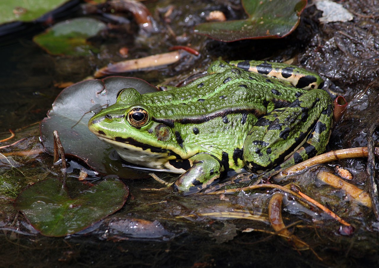 Edible frogs