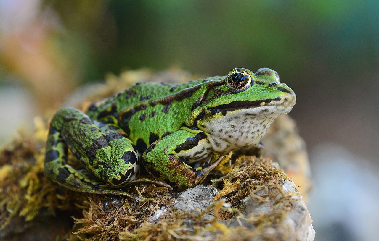 Edible frogs