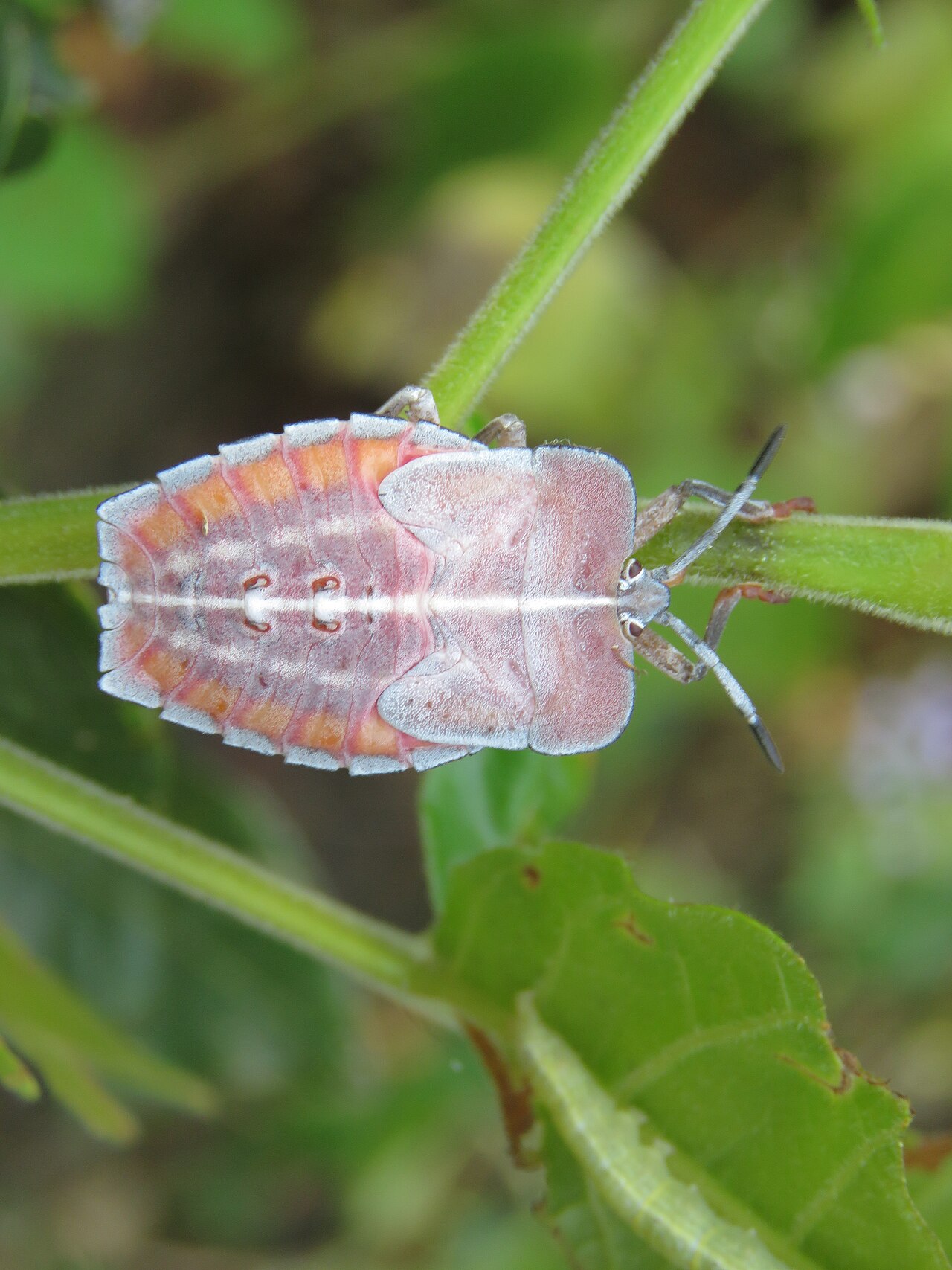 Edible stink bug