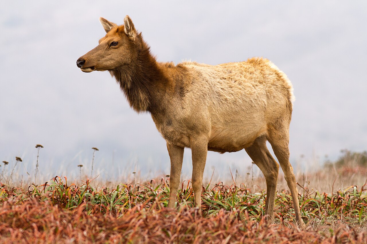 Elk