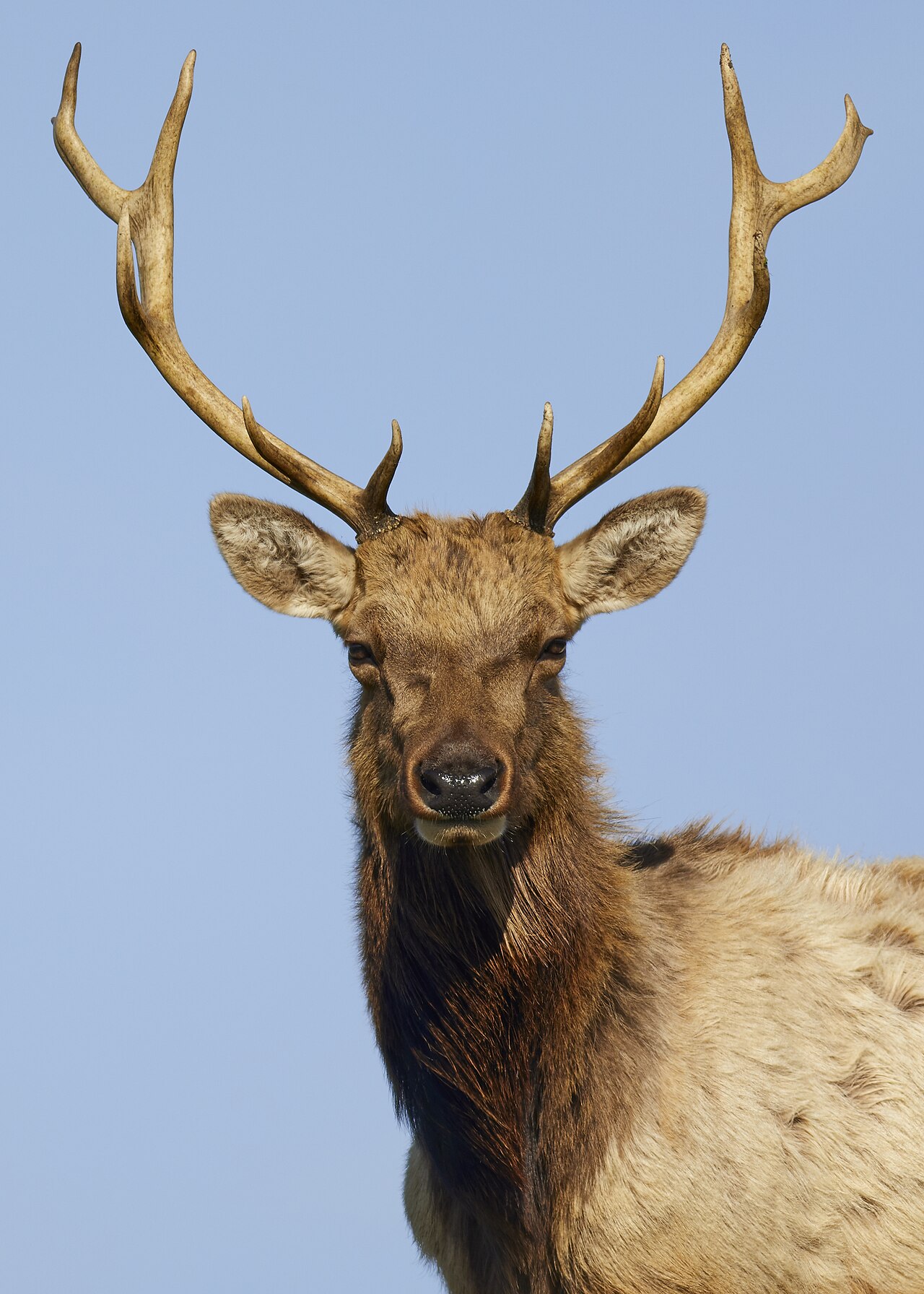 Elk