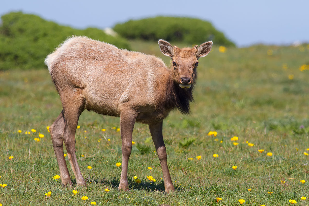 Elk
