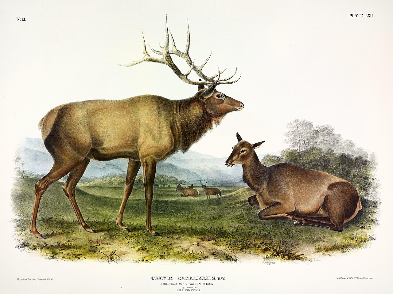 Elk