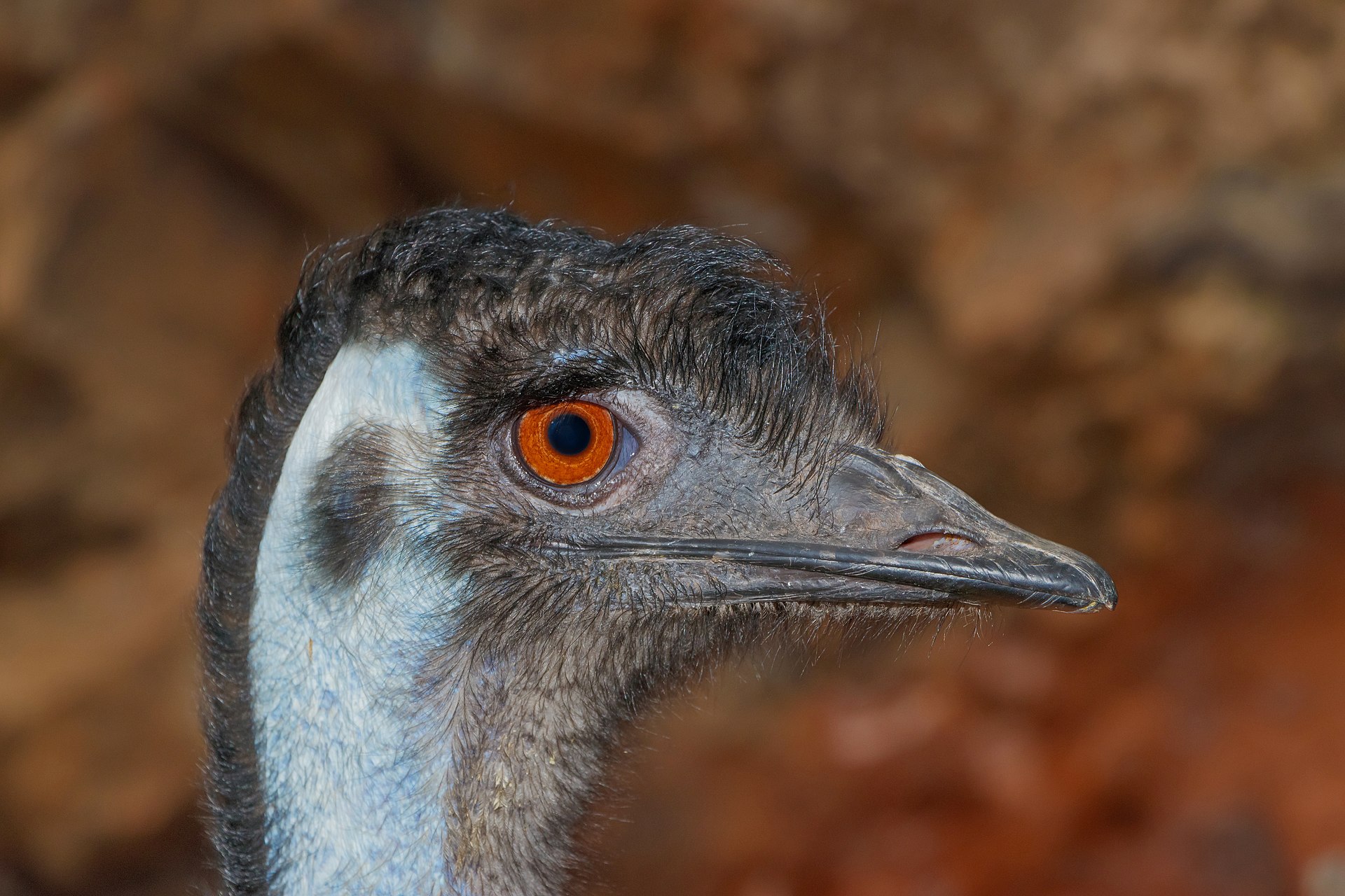 Emu