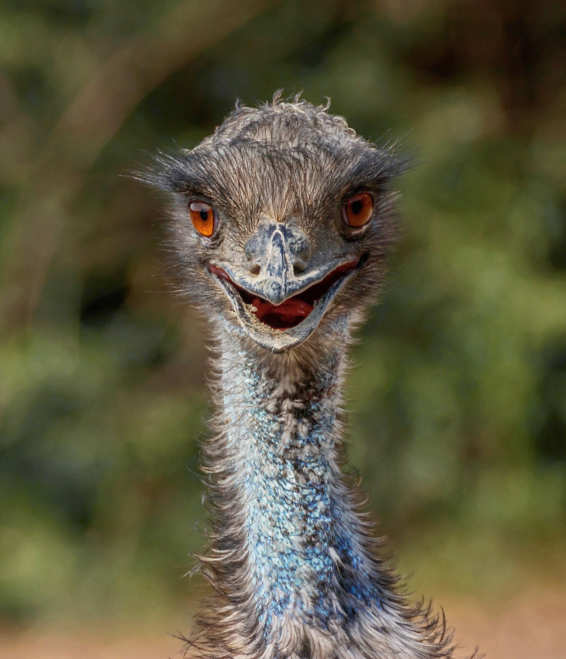 Emu