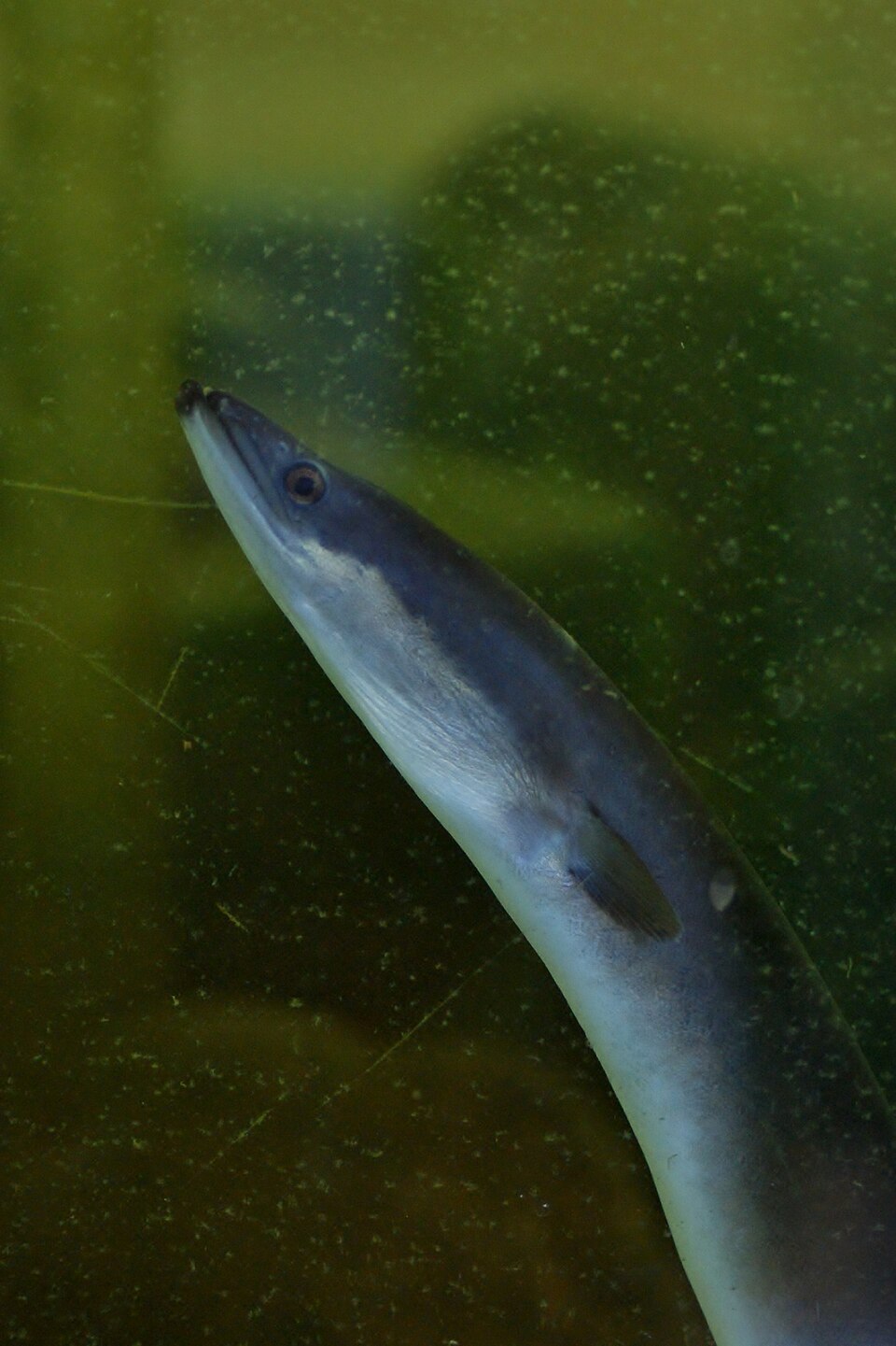 European eel