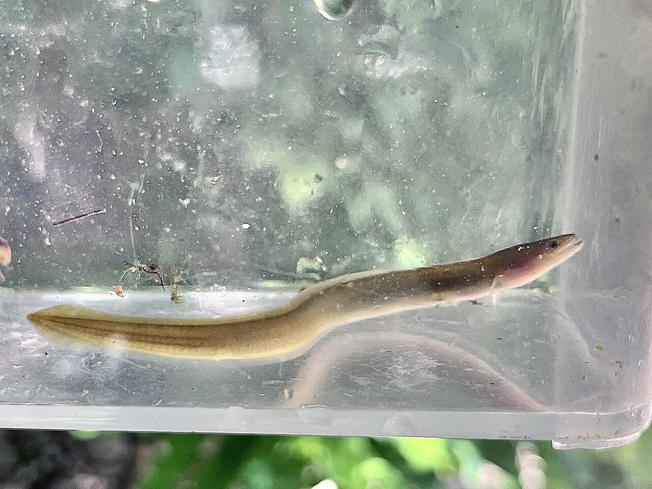 European eel