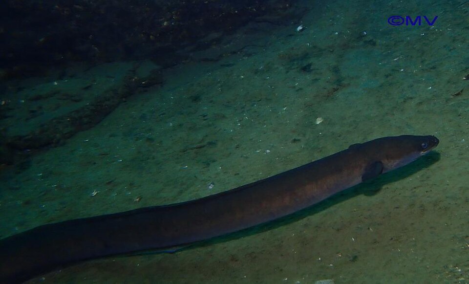 European eel