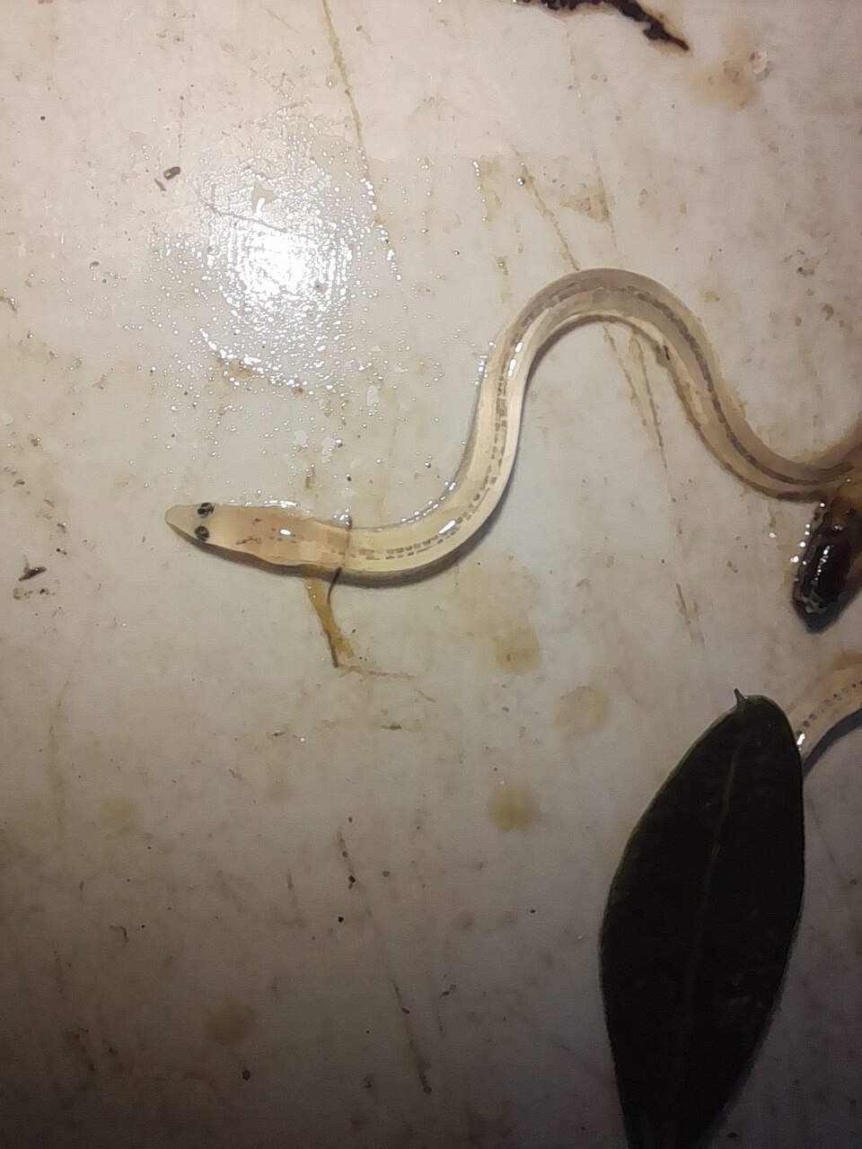 European eel