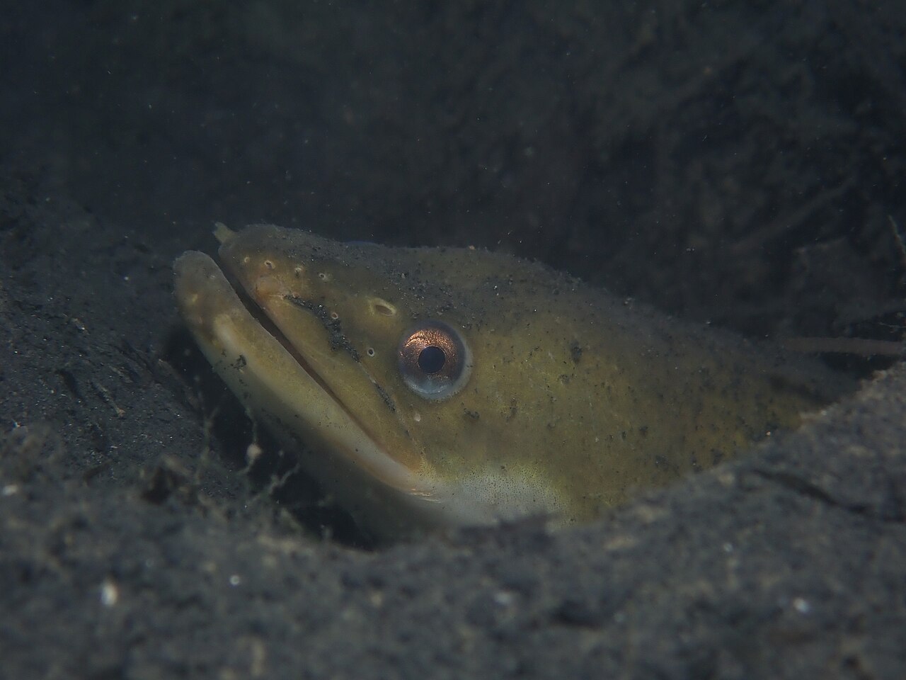 European eel