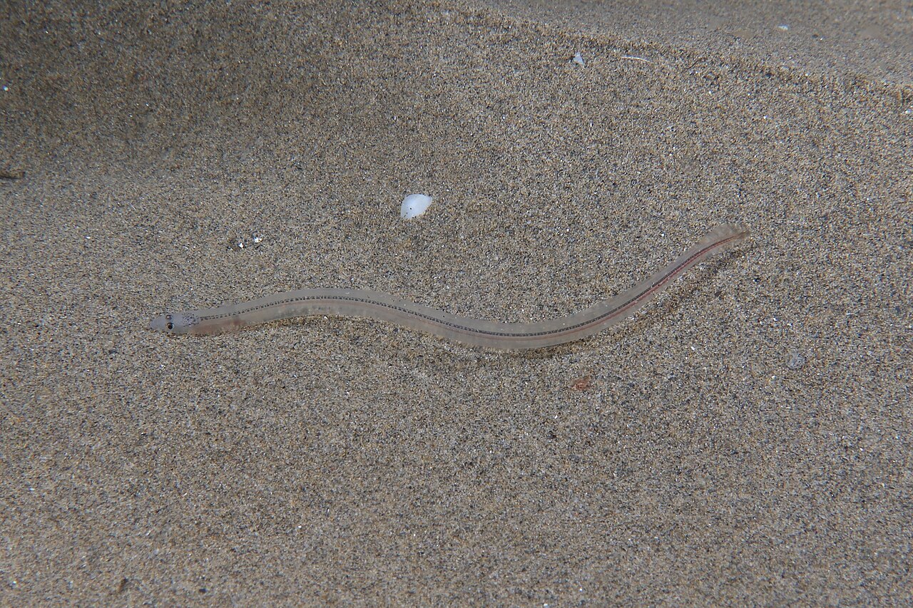 European eel