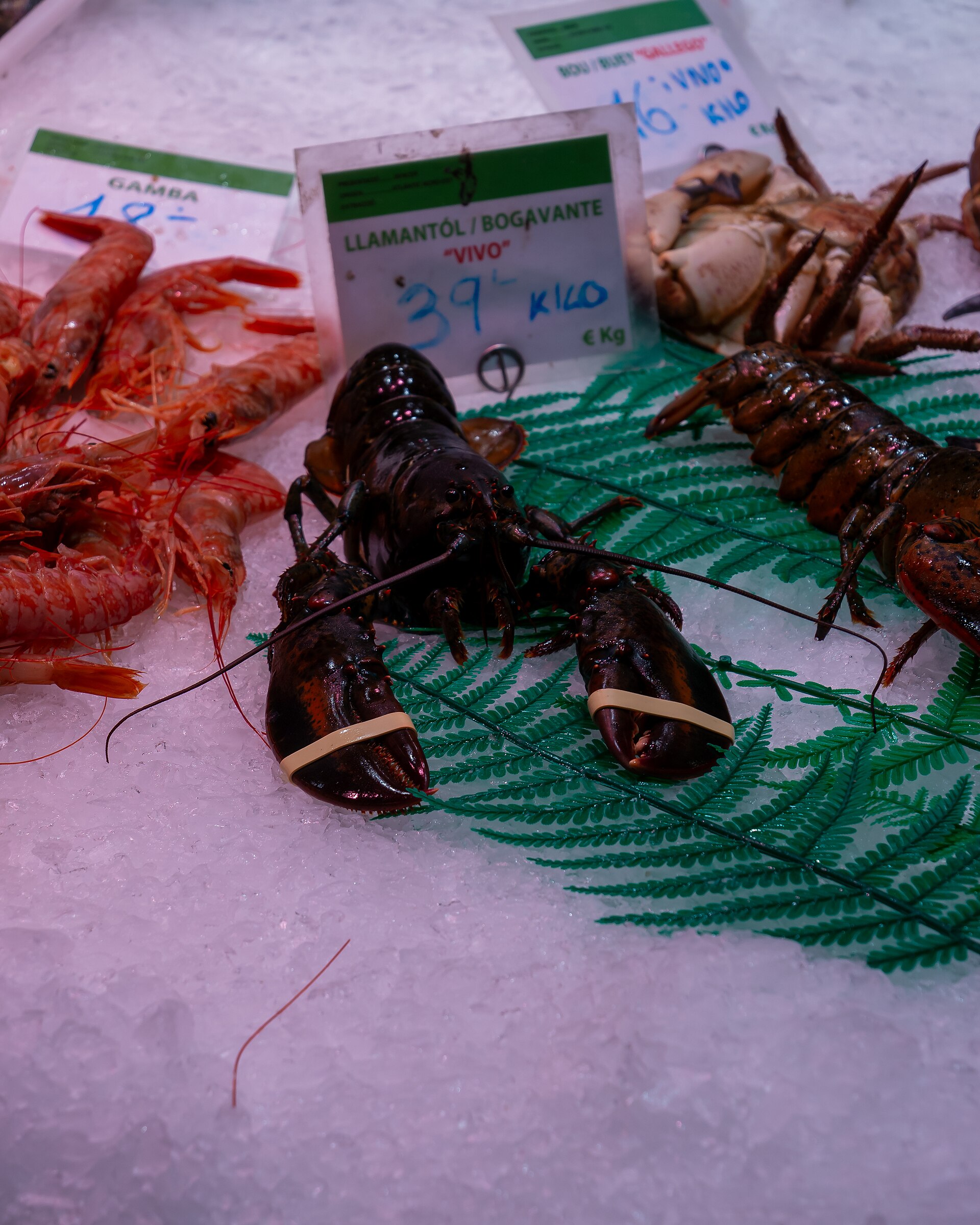 European lobster
