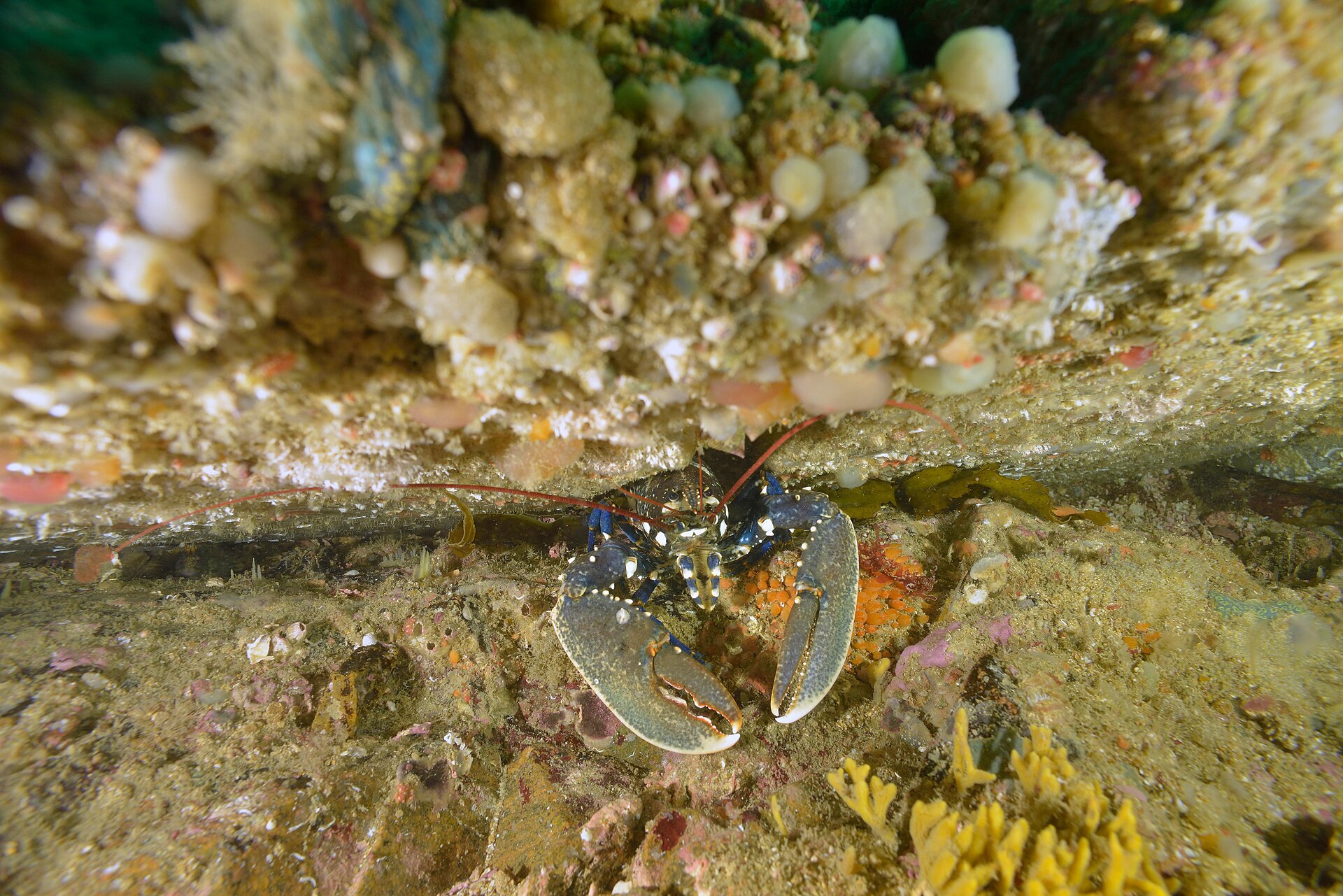European lobster