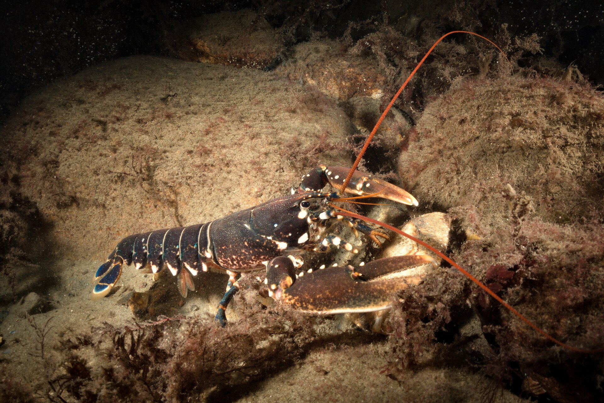 European lobster