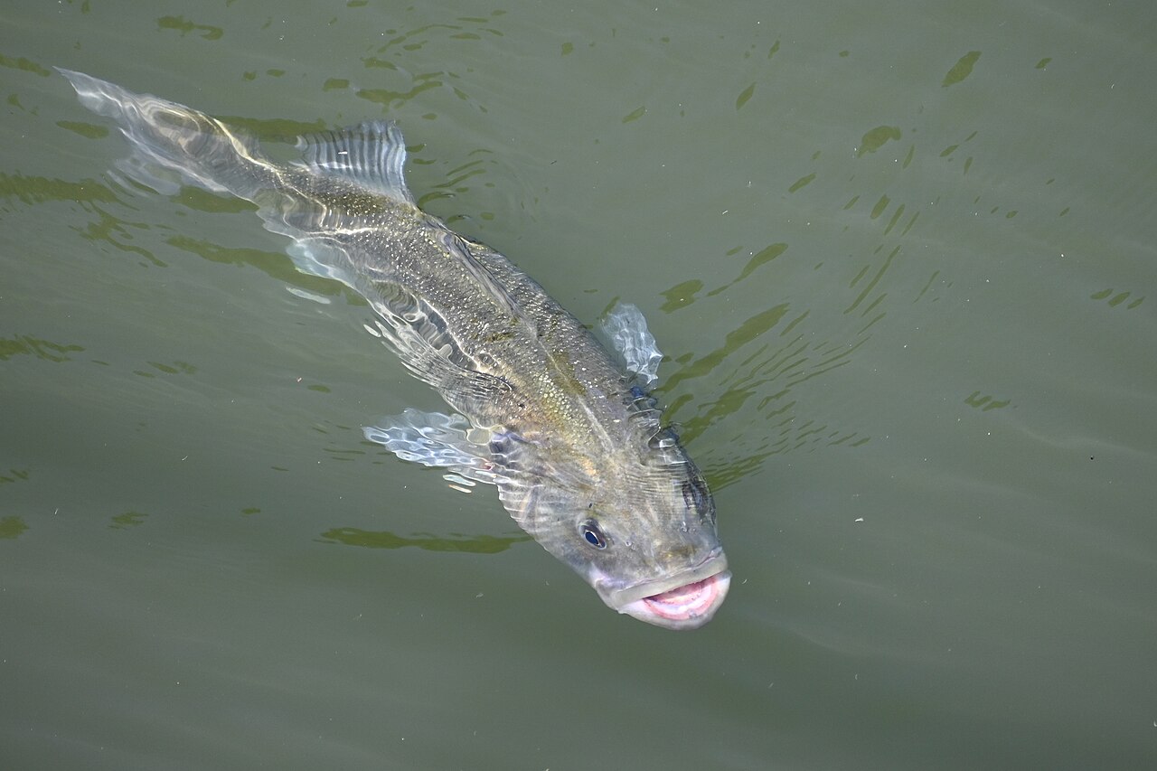 European seabass