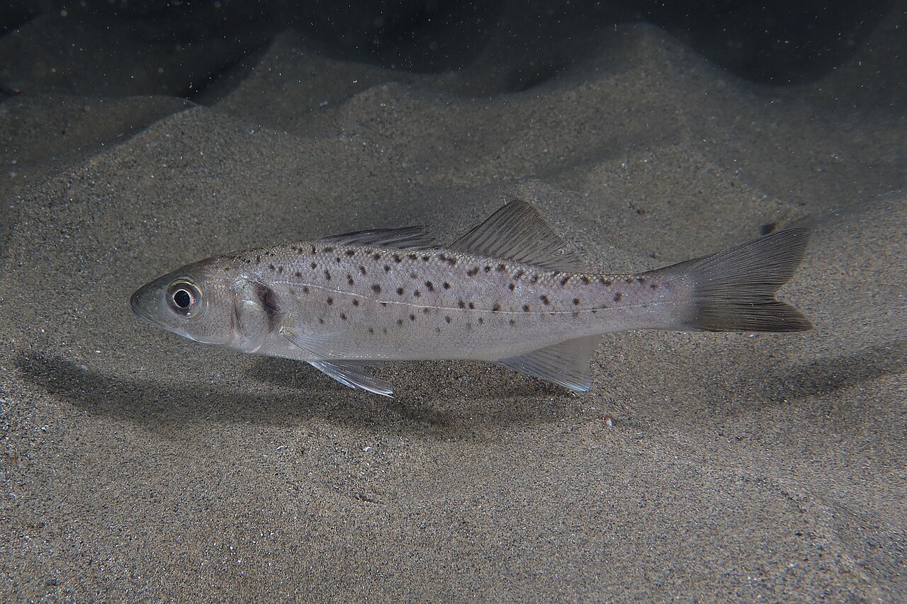 European seabass