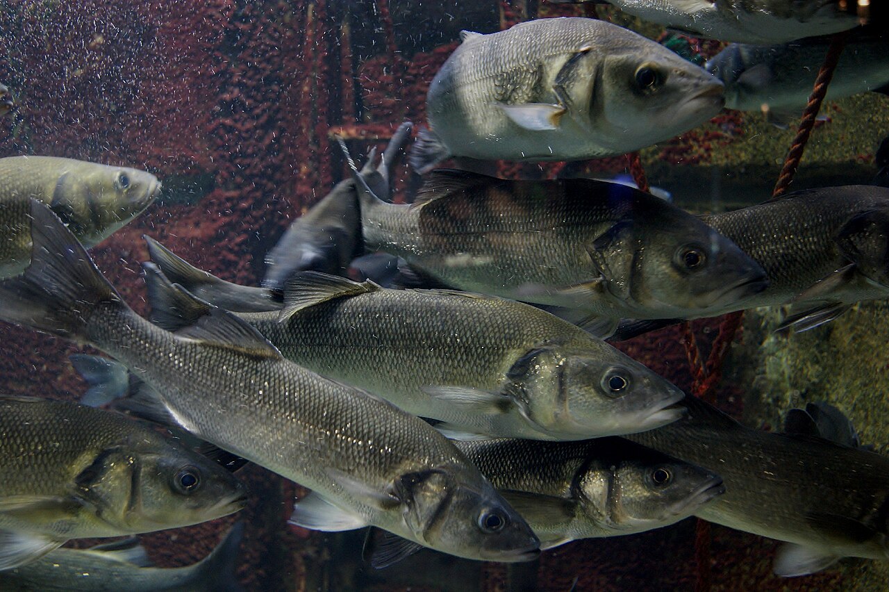 European seabass