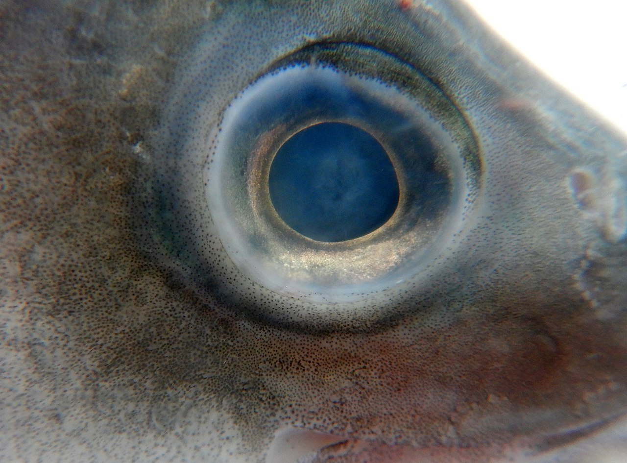 European seabass