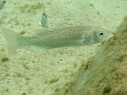 European seabass