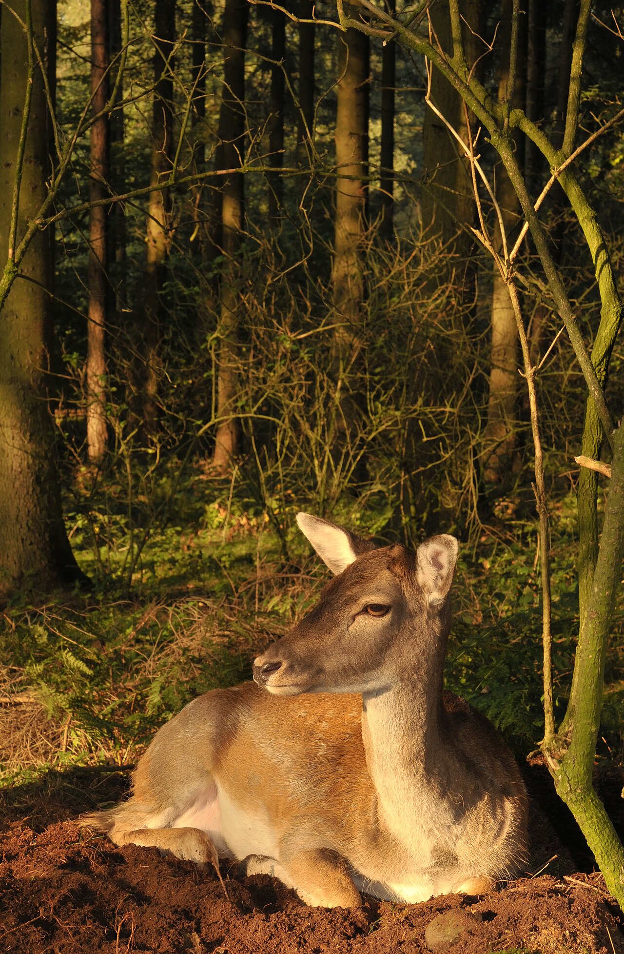 Fallow deer