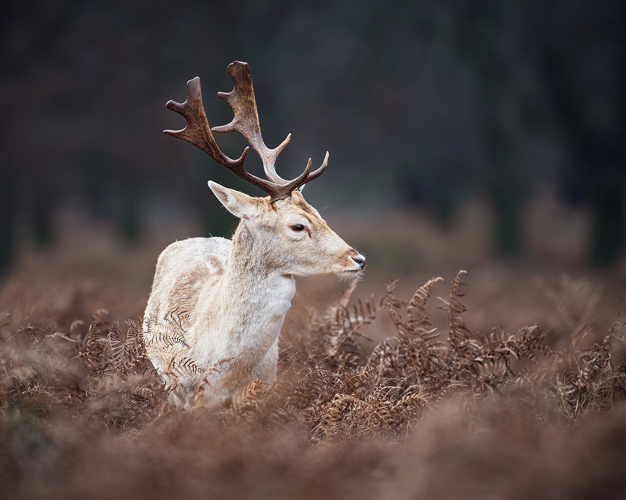Fallow deer