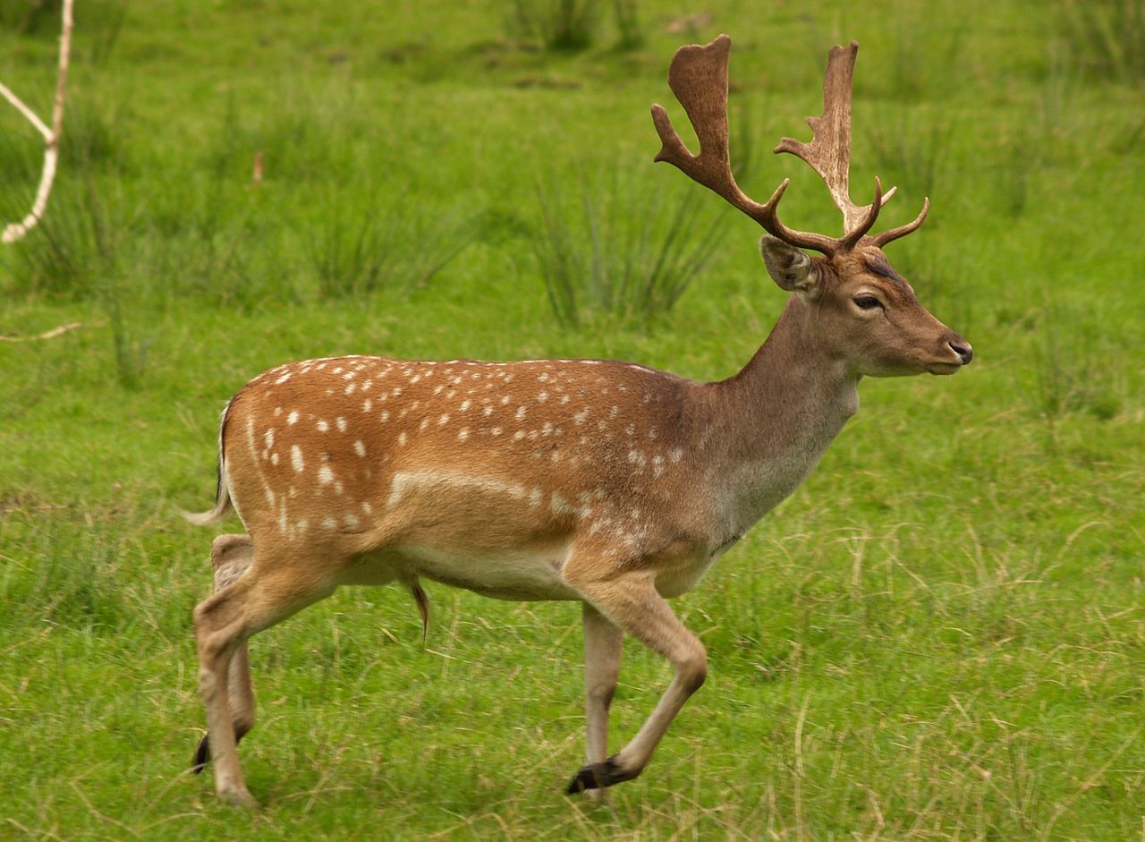 Fallow deer