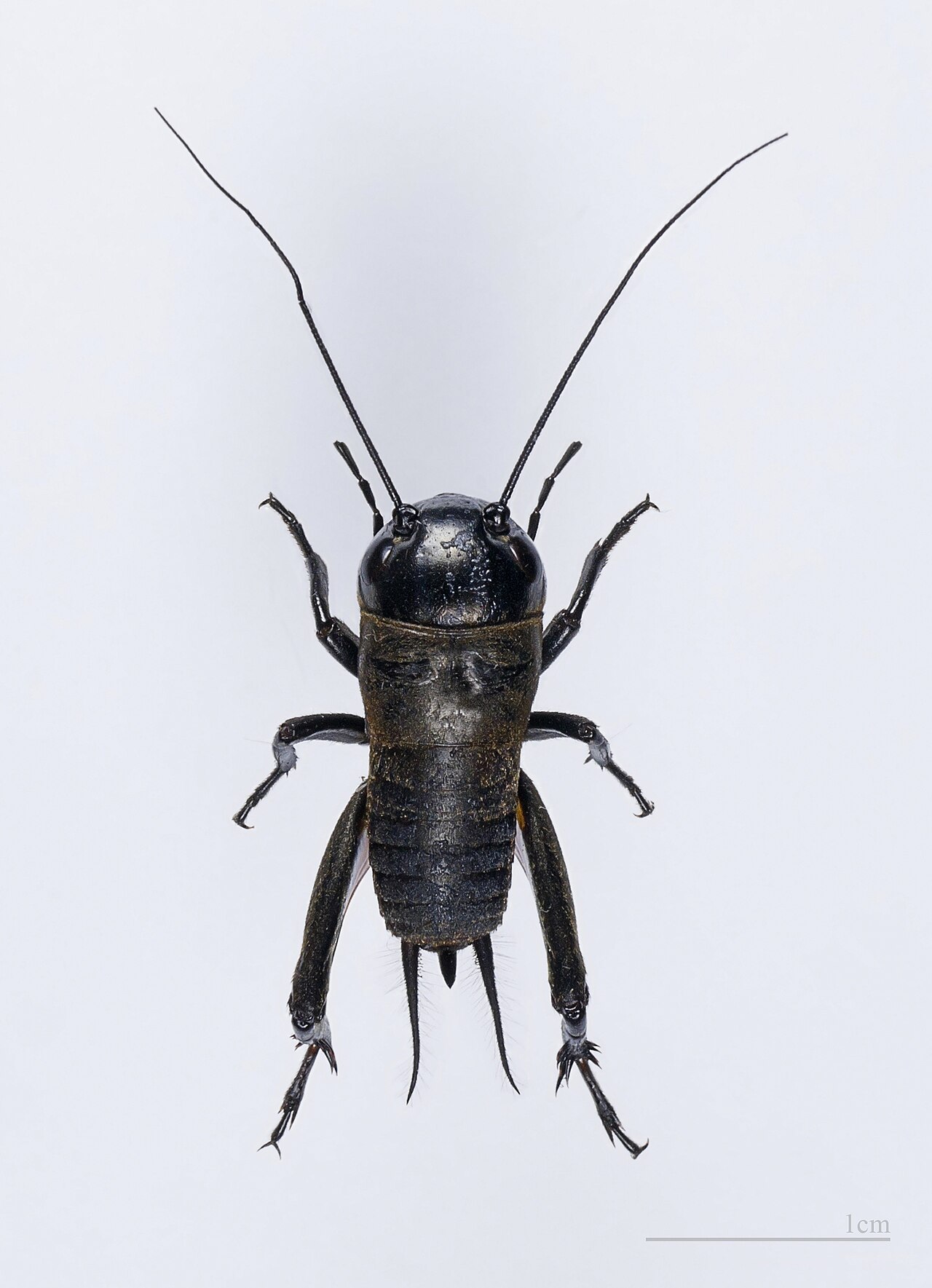 Field cricket