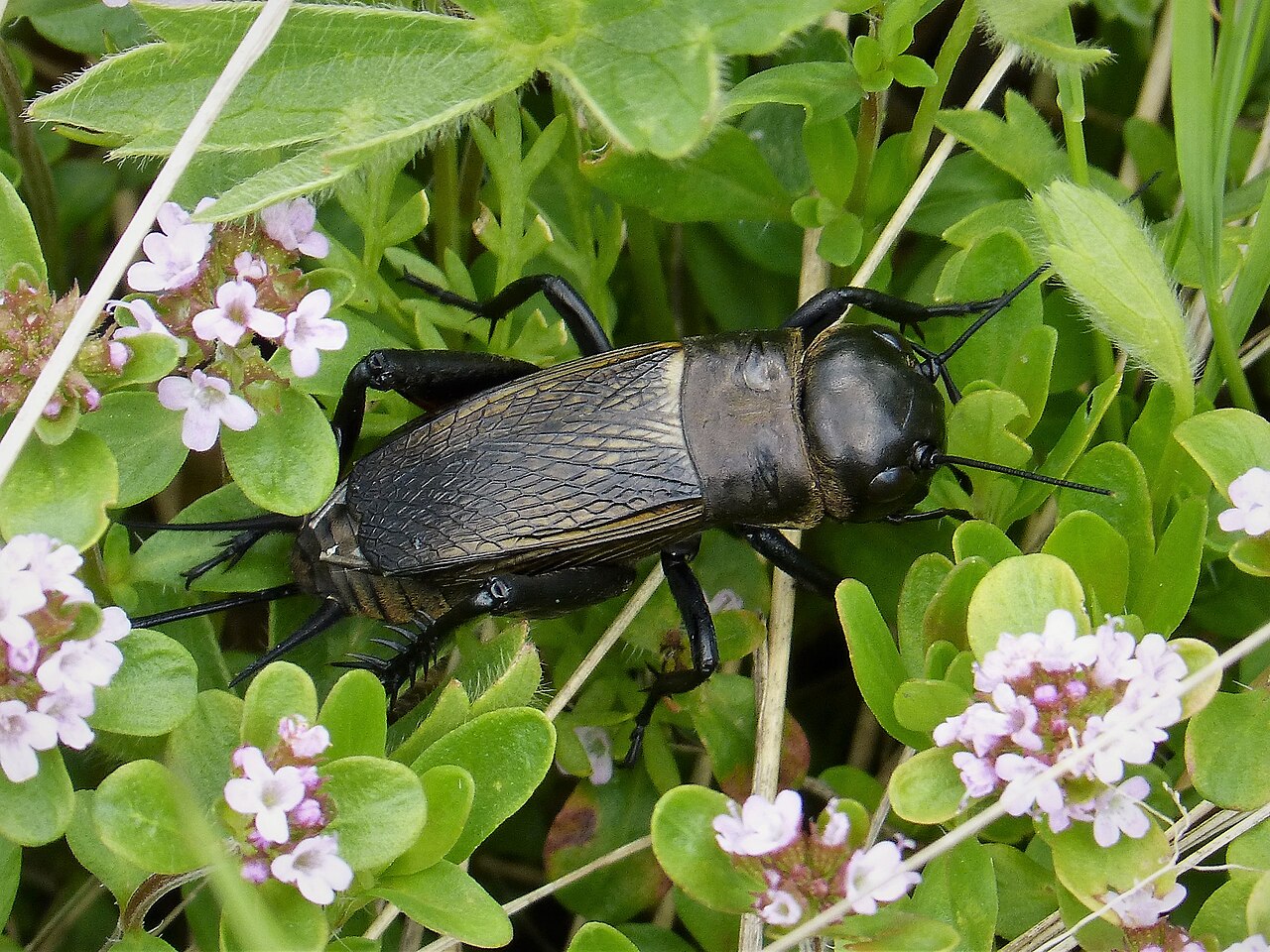 Field cricket