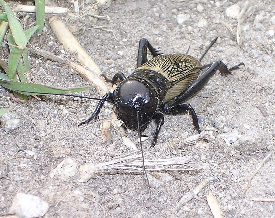 Field cricket