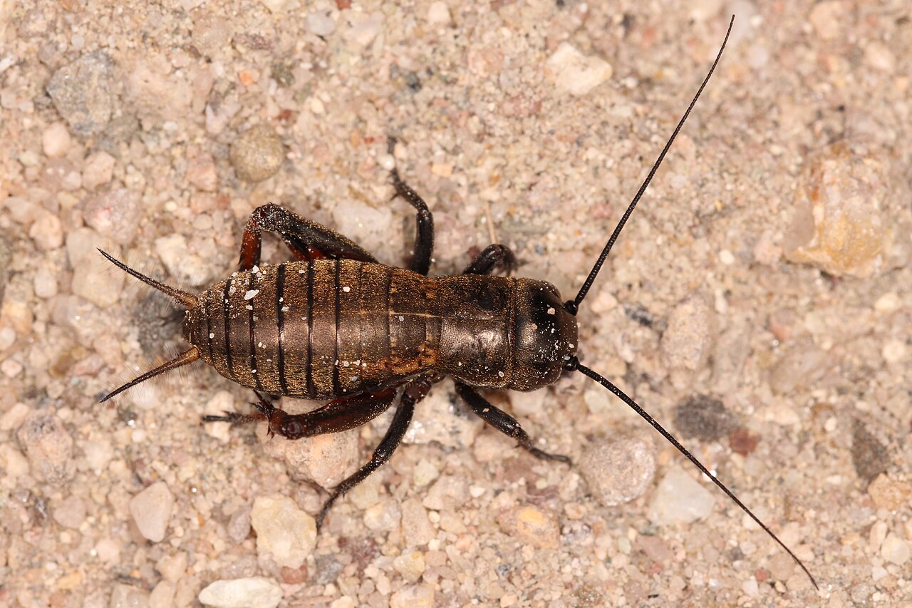 Field cricket