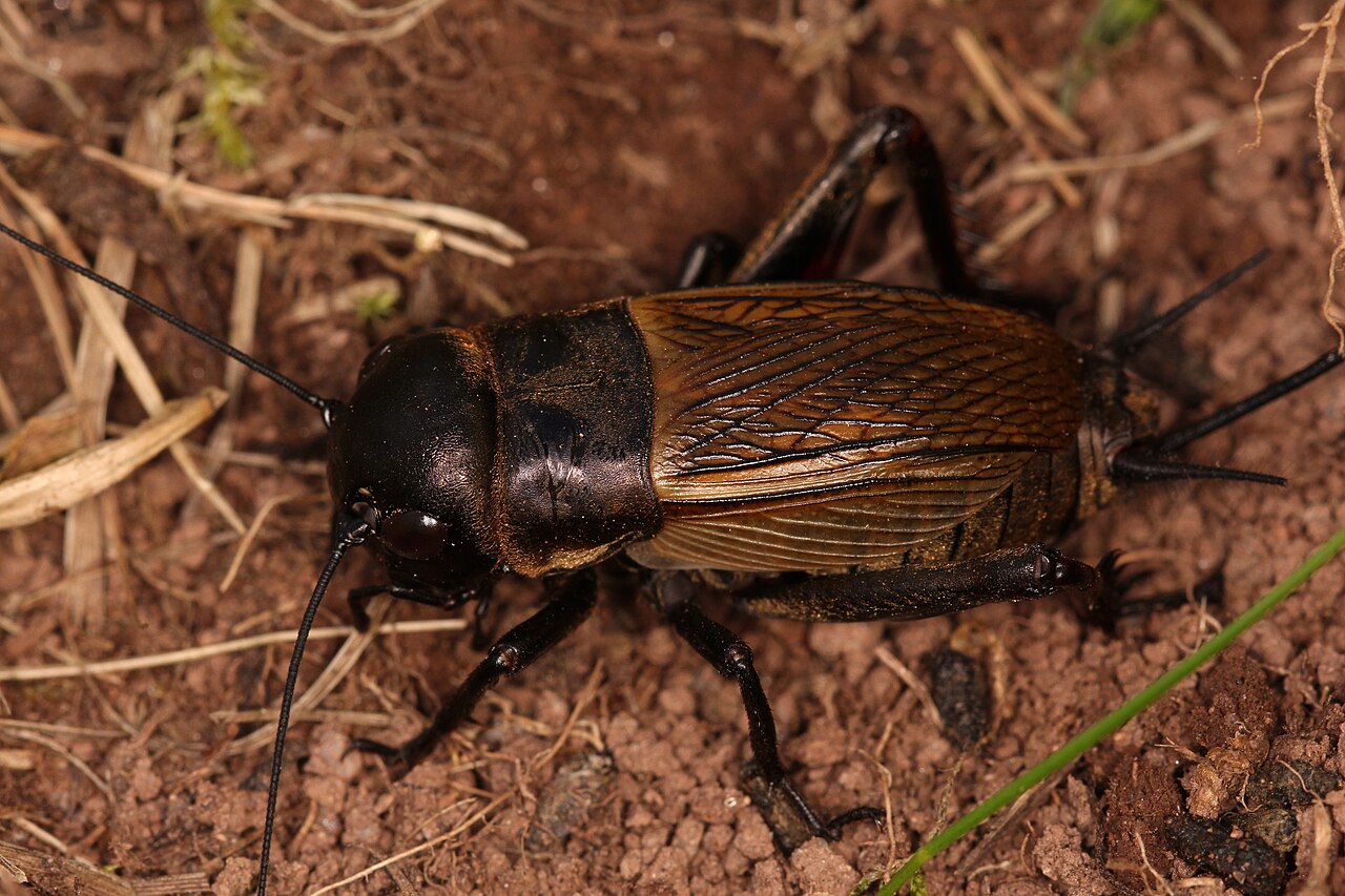 Field cricket