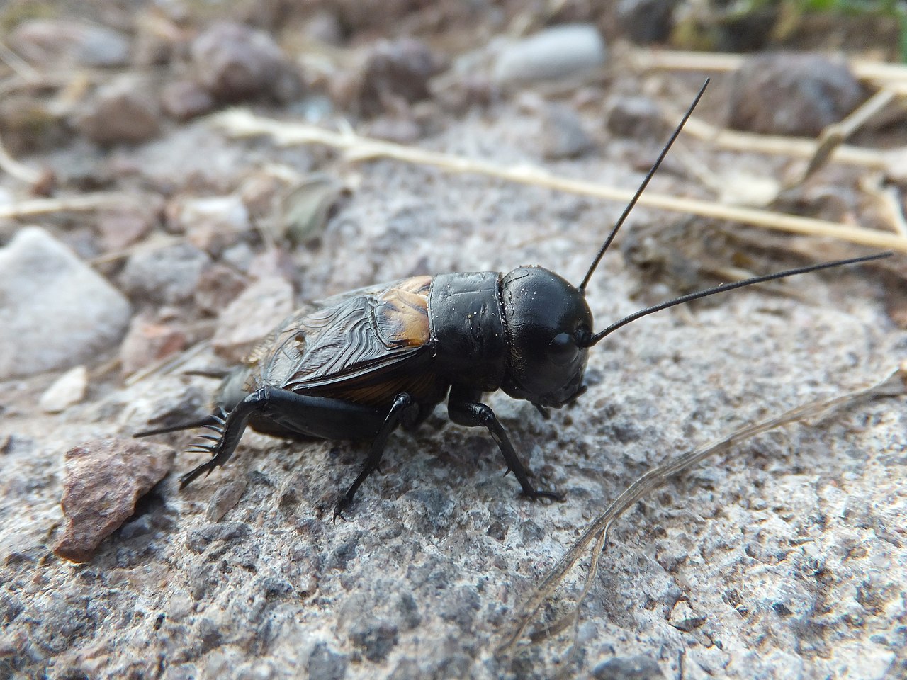 Field cricket