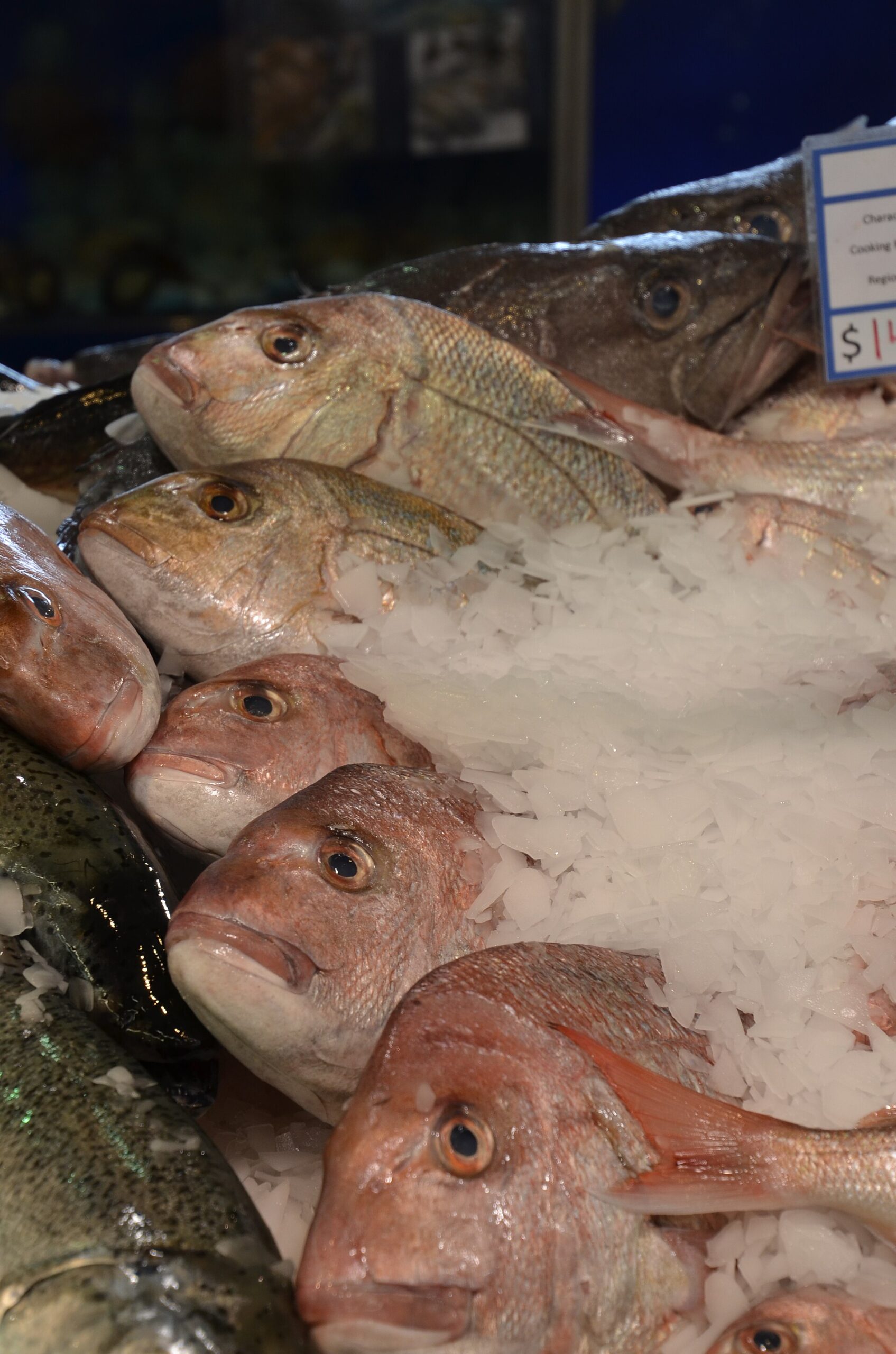 Fish
