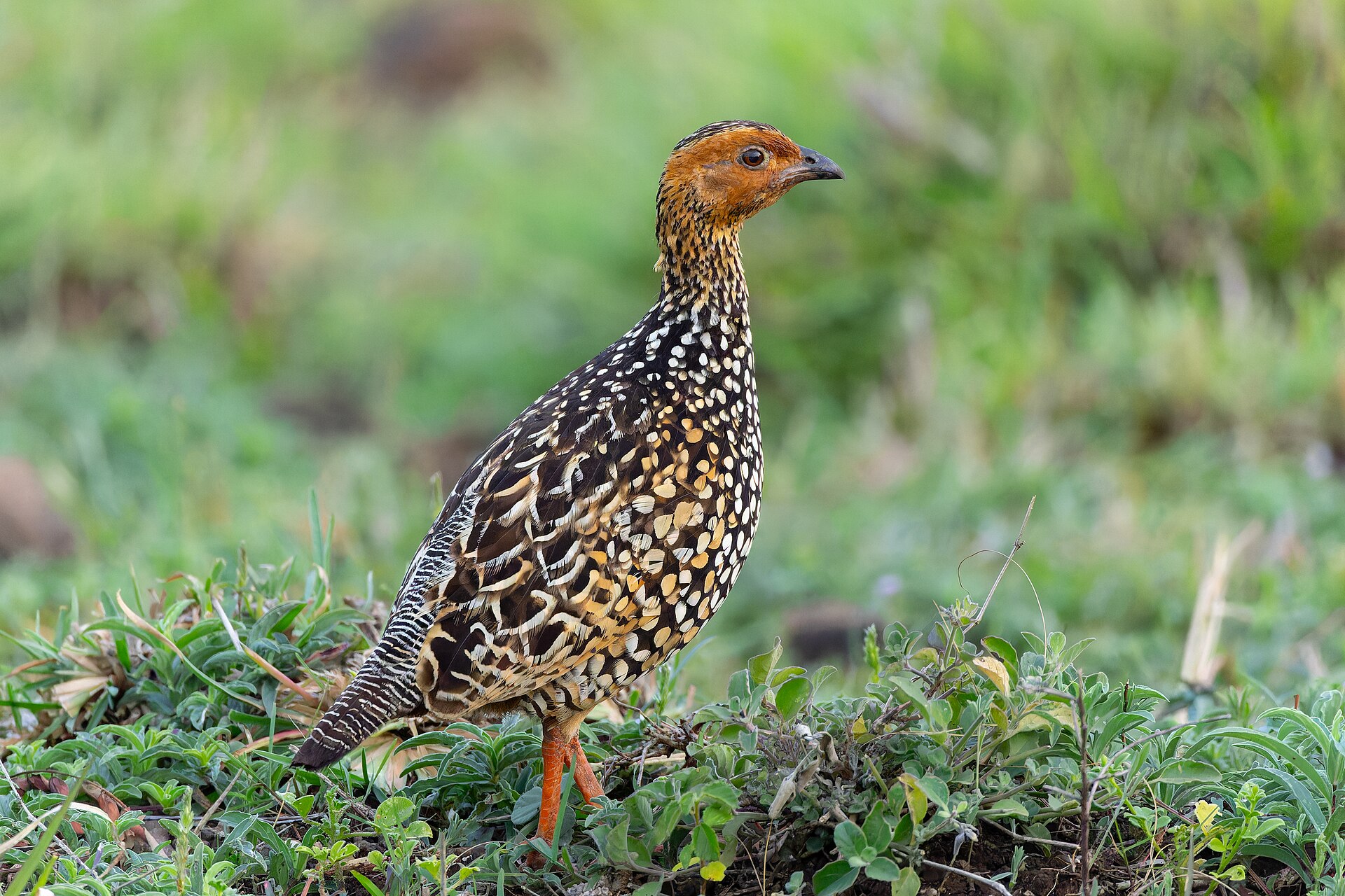 Francolin